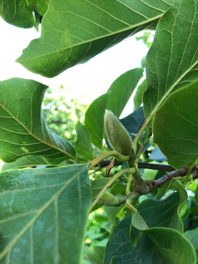 Magnolia denudata 27