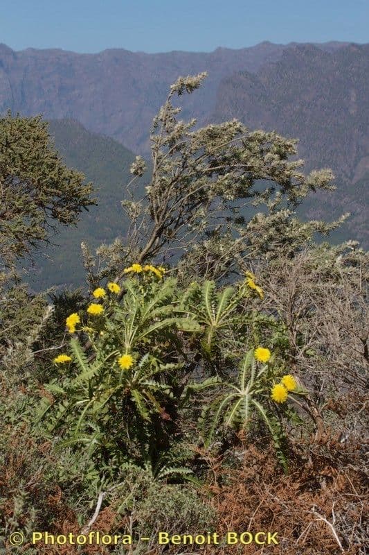 Sonchus 5