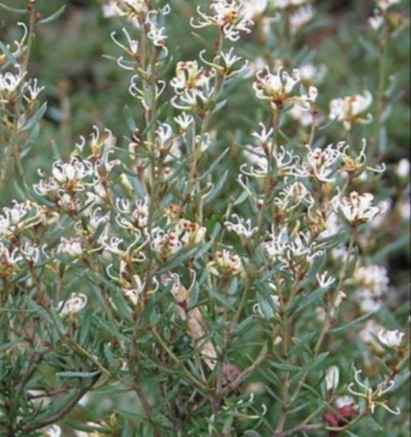 Alpine Grevillea