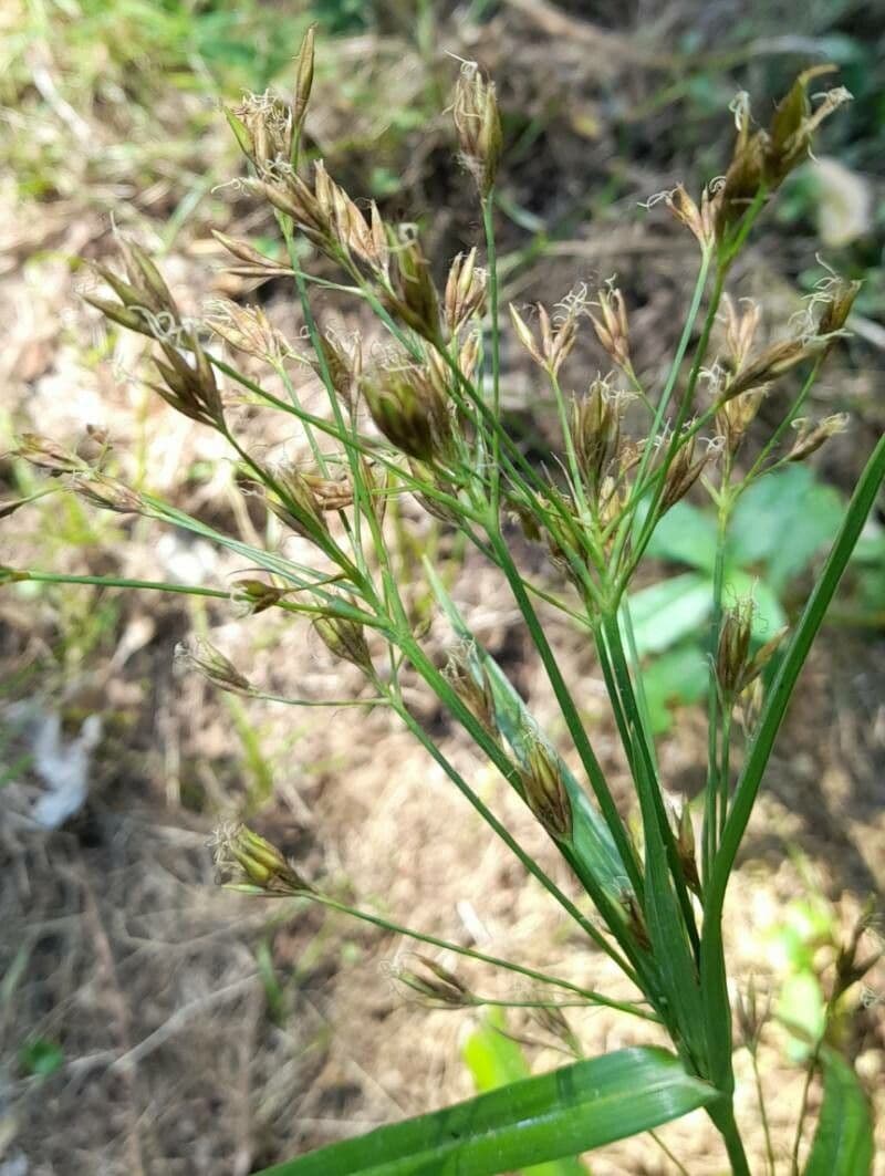 Rhynchospora corymbosa 3