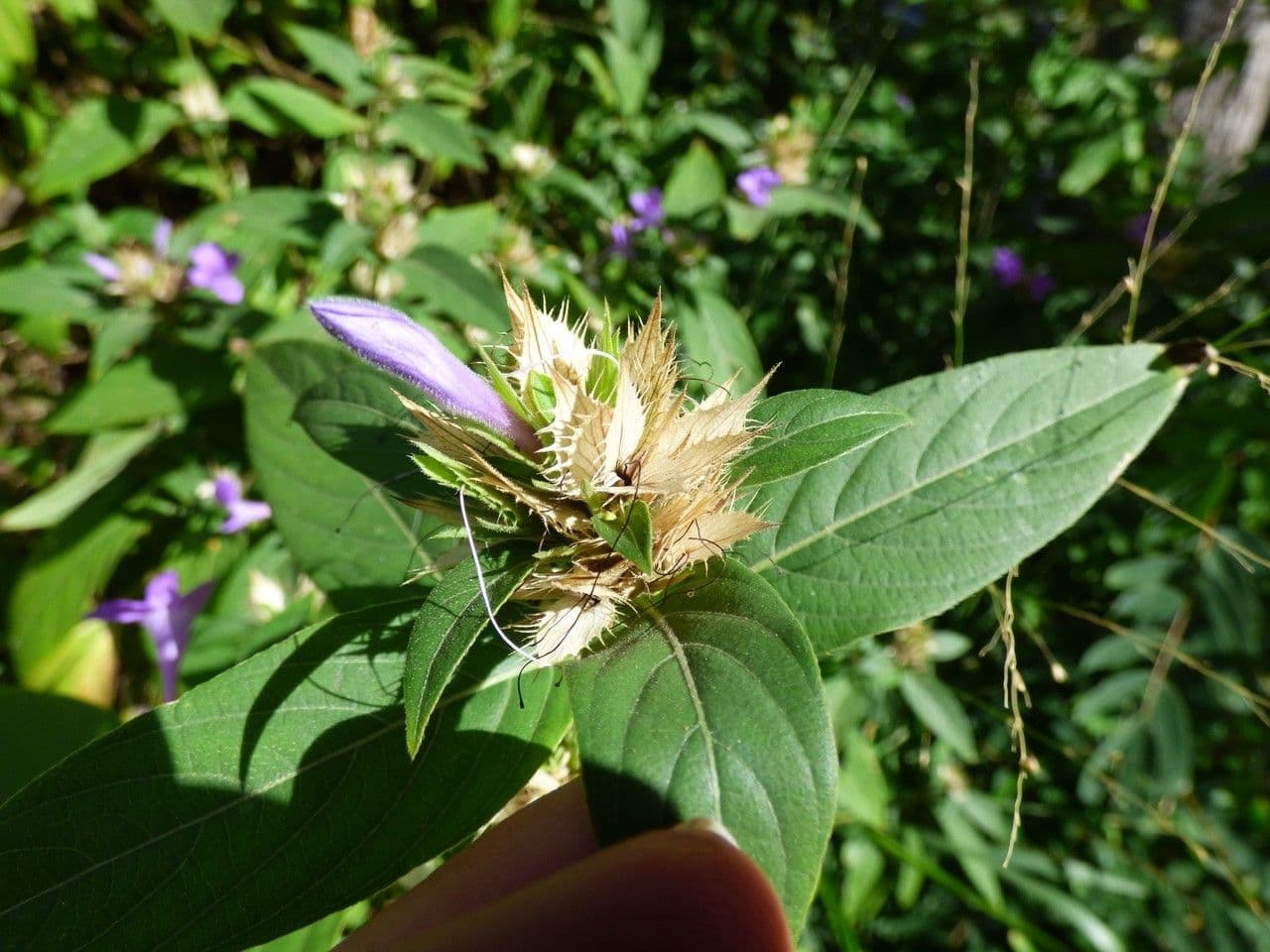 Bürstenblume 3