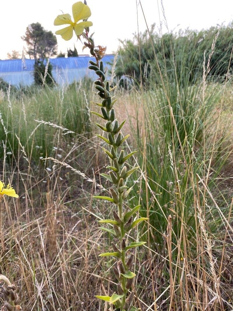 Onagra stricta 15