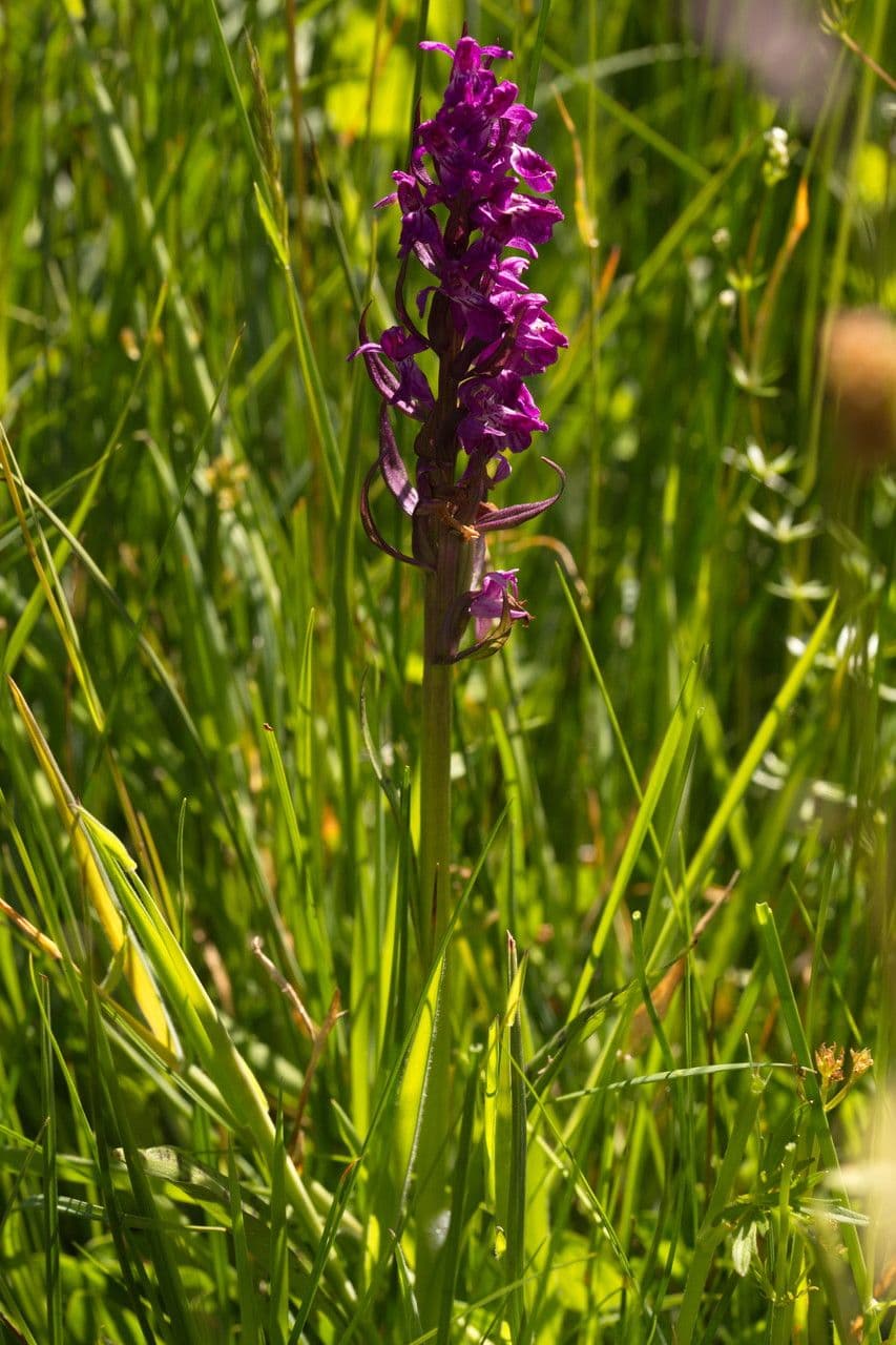 Orchide incarnata 12