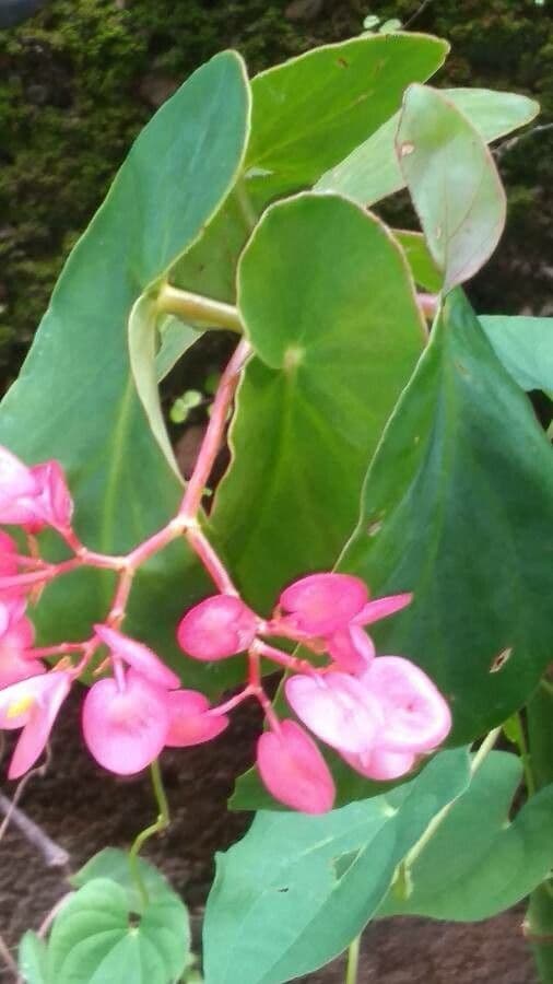 Begonia 11