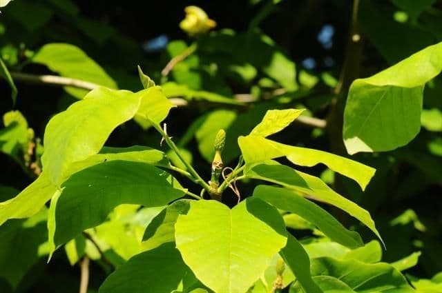 Magnolia acuminata 10