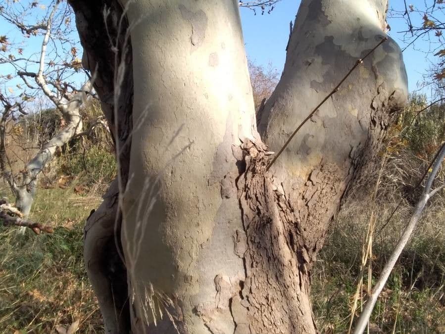 Platanus orientalis 24