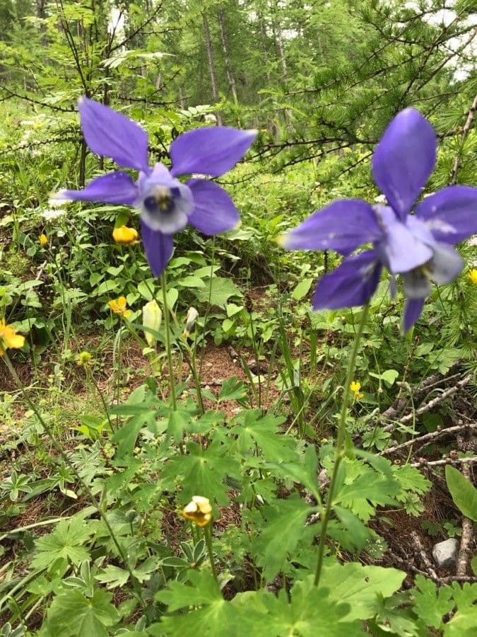 Alpine columbine
