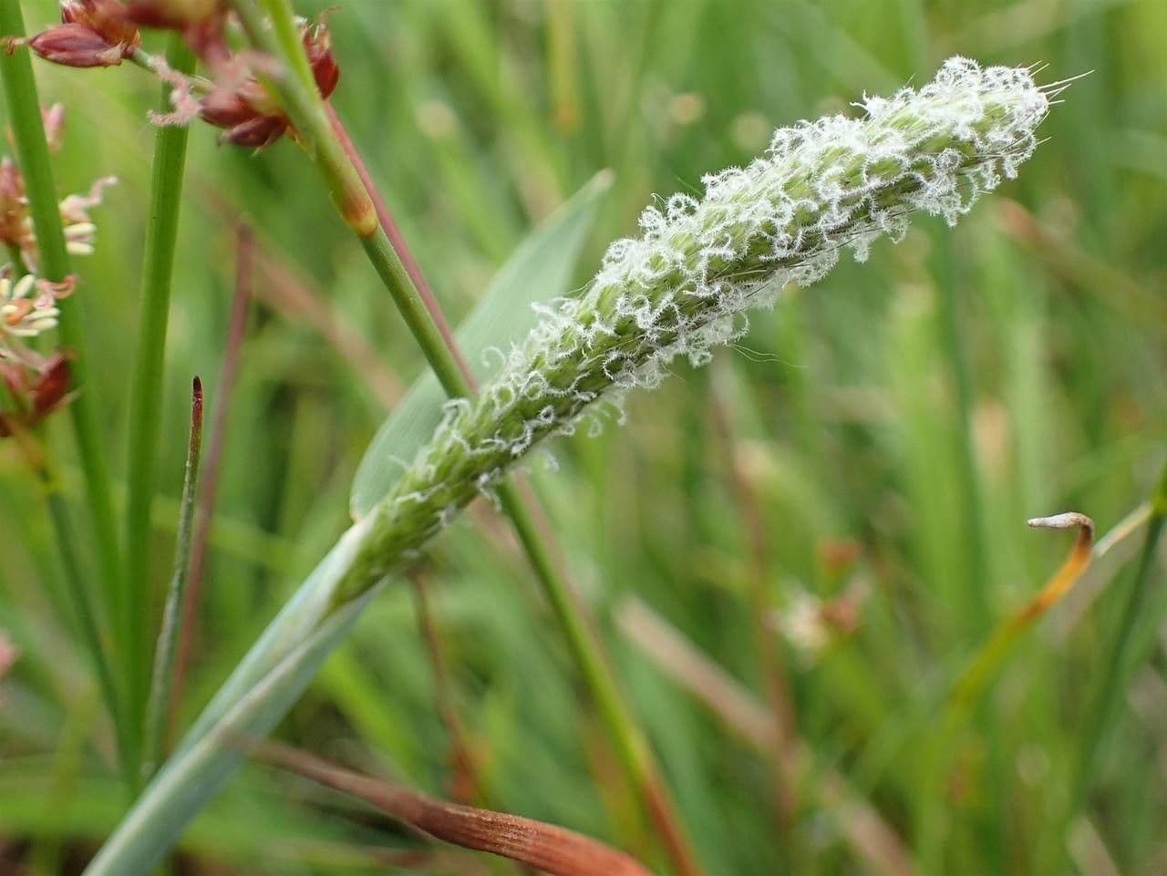 Marsh foxtail 5