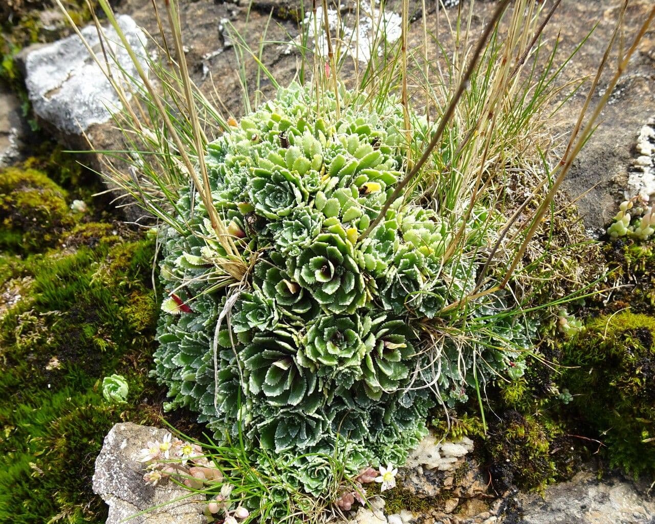 Saxifrage paniculée 14