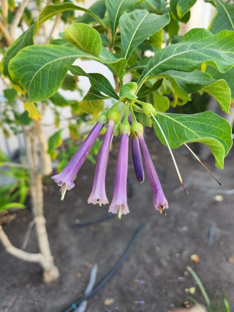 Iochroma 3