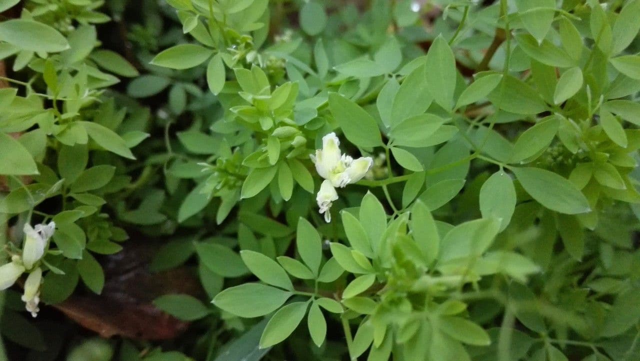 Corydalis claviculata 8
