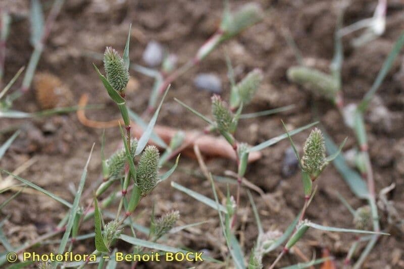 Crypsis schoenoides 24