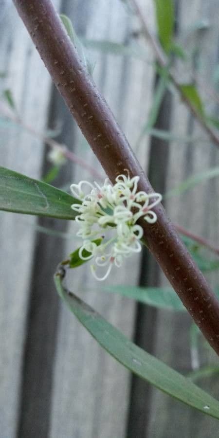 Weidenblättrige Hakea 6
