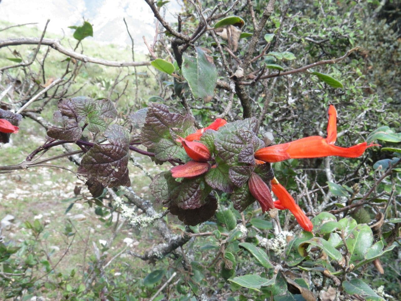 Salvia 8