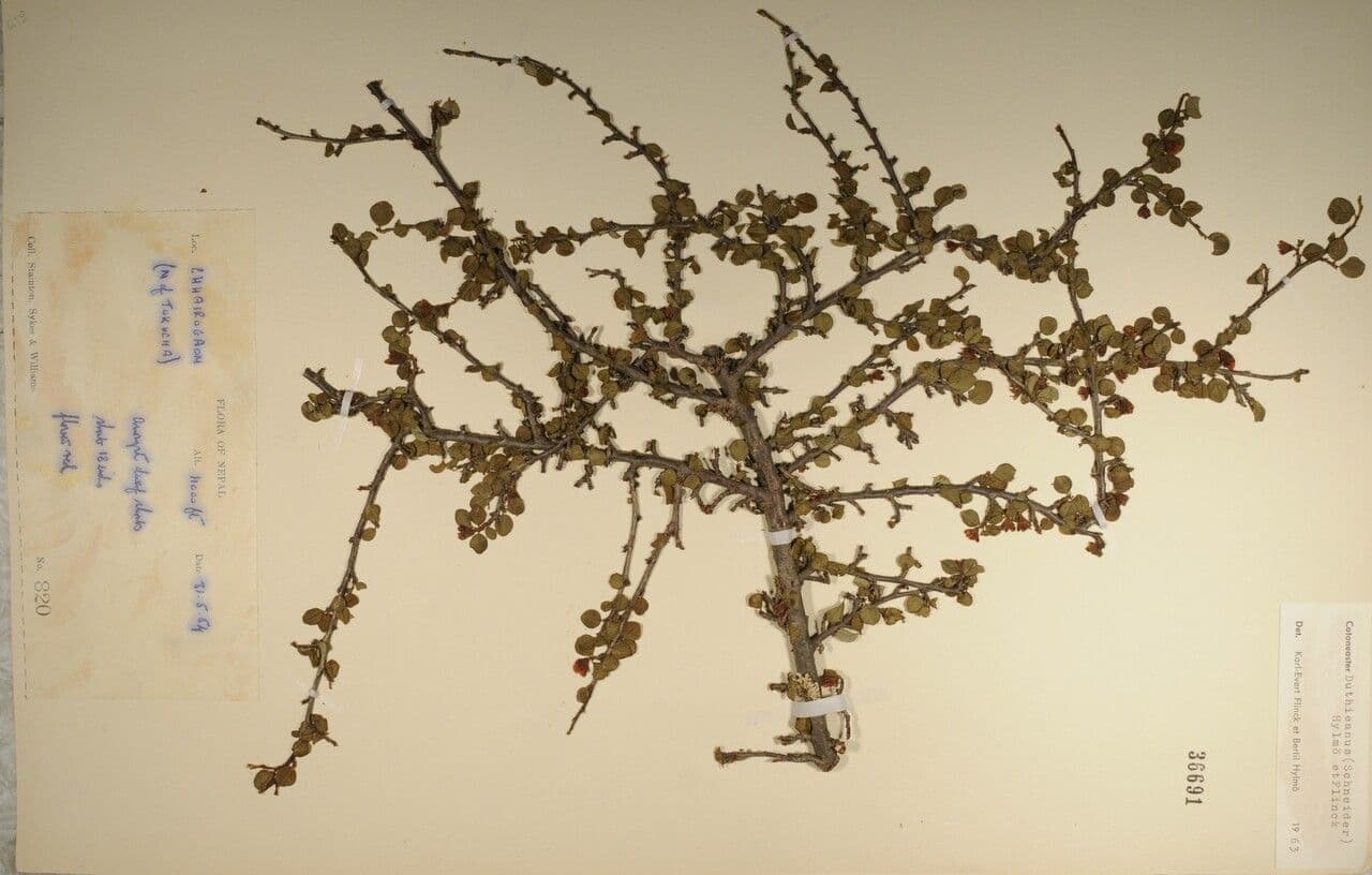 Cotoneaster 13