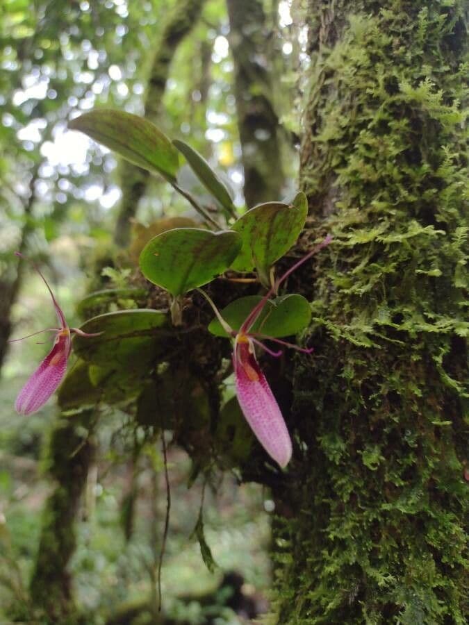 Restrepia 5