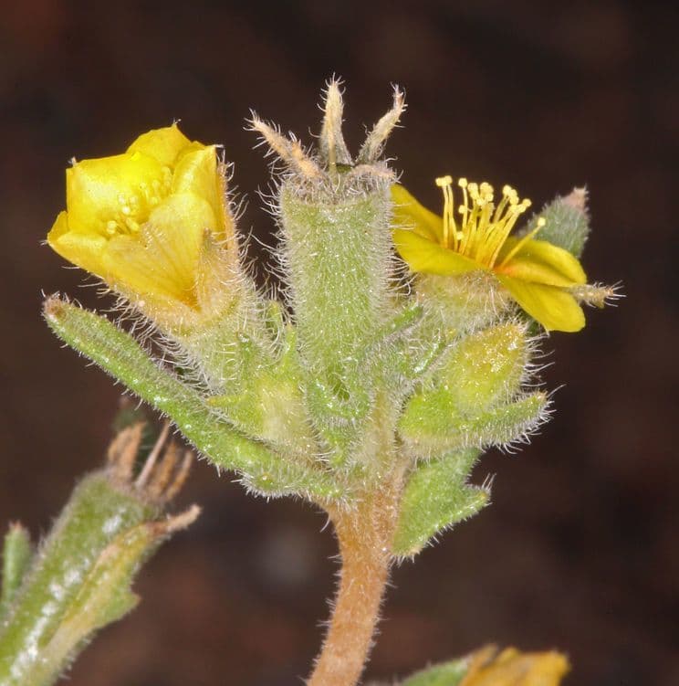 Mentzelia Veatcha 2