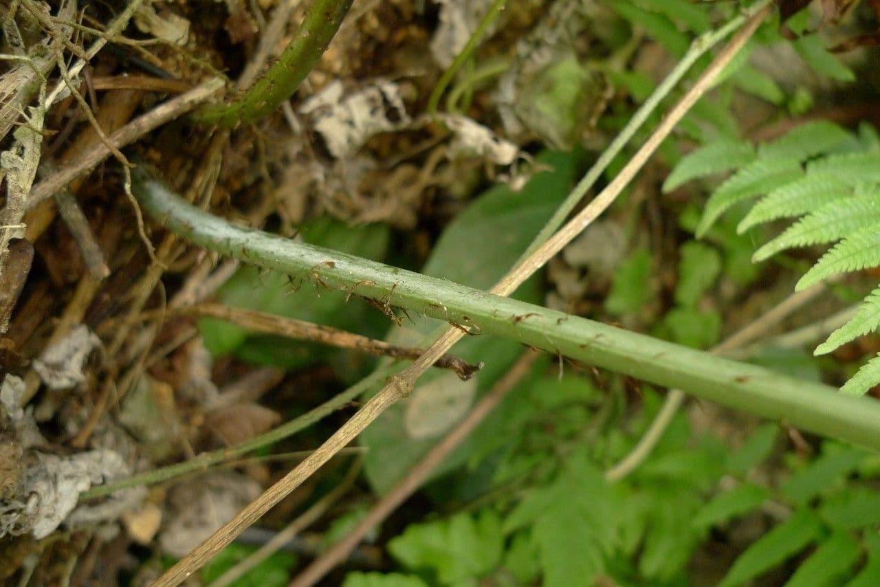 Macrothelypteris 15