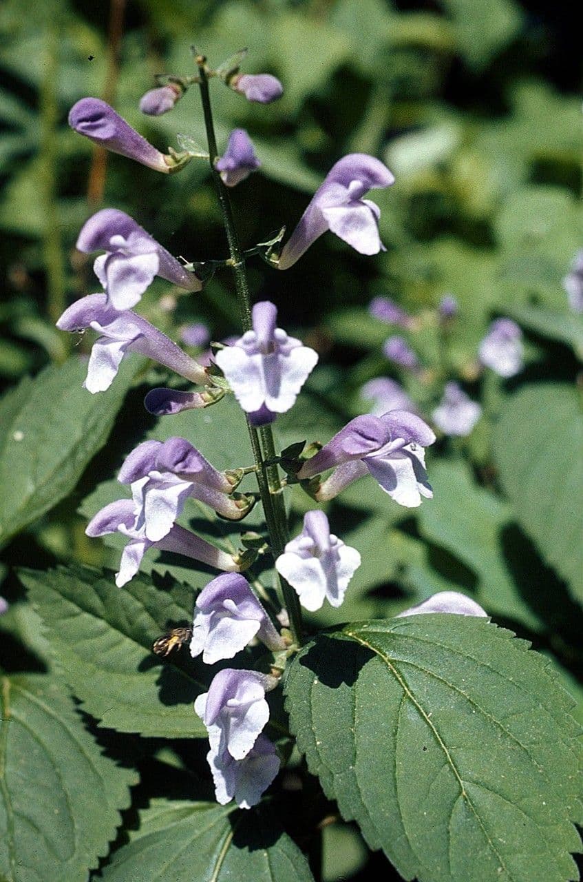 Scutellaria 7