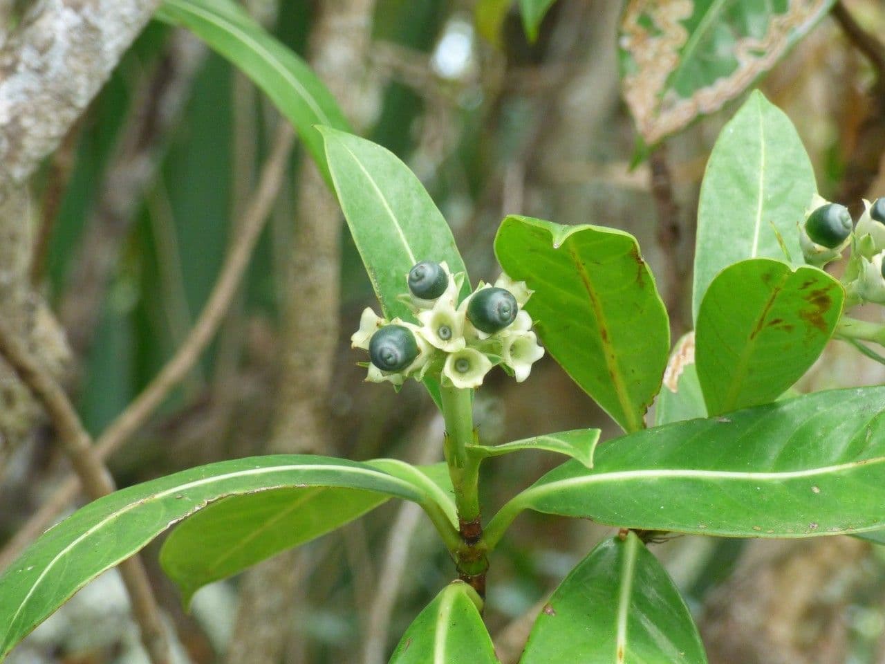 Chassalia 3