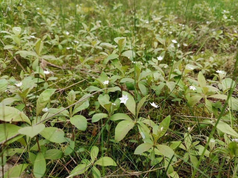 Trientalis 18