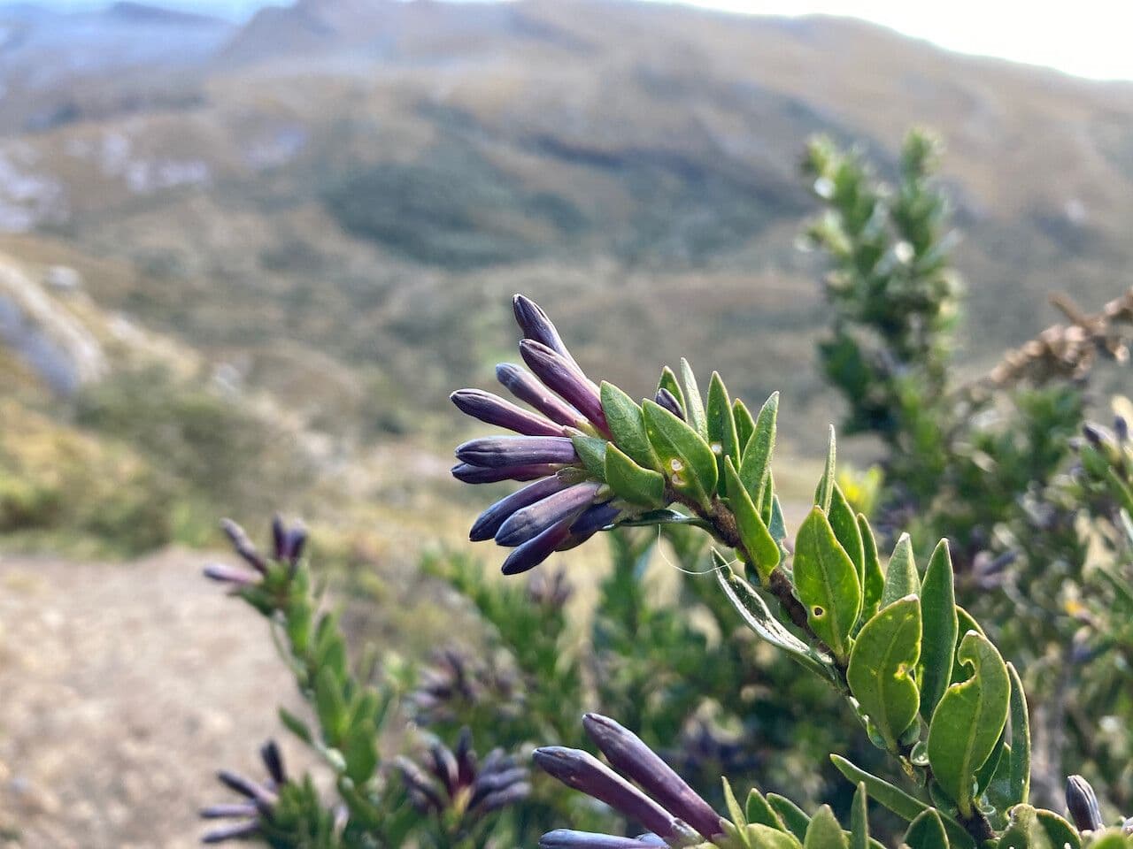 Cestrum 2