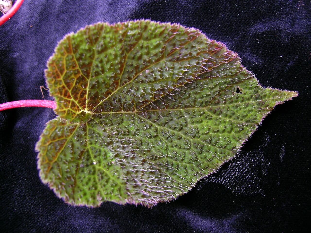 Begonia dipinta 18