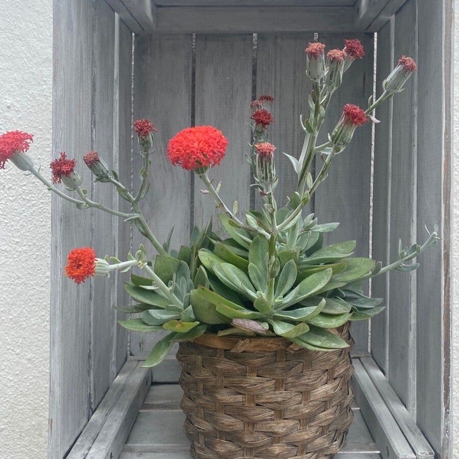 Fuchsrote Kleinie 14
