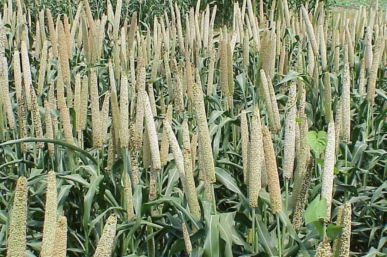 Perlhirse 3