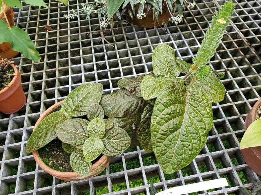 Fittonia 5