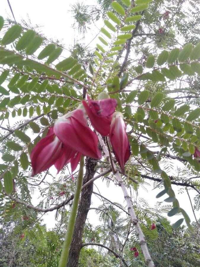 Sesbania grandiflora 9