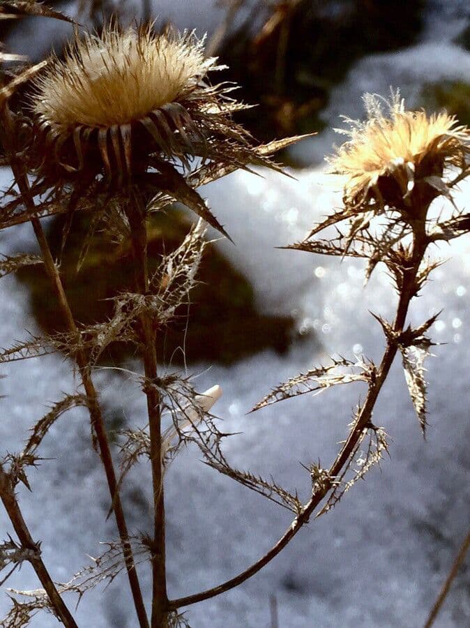 Carlina comune 5
