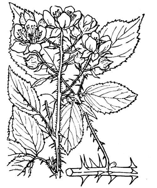 Rovo gracile 9