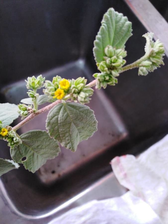 Eiförmigblättrige Waltheria 4