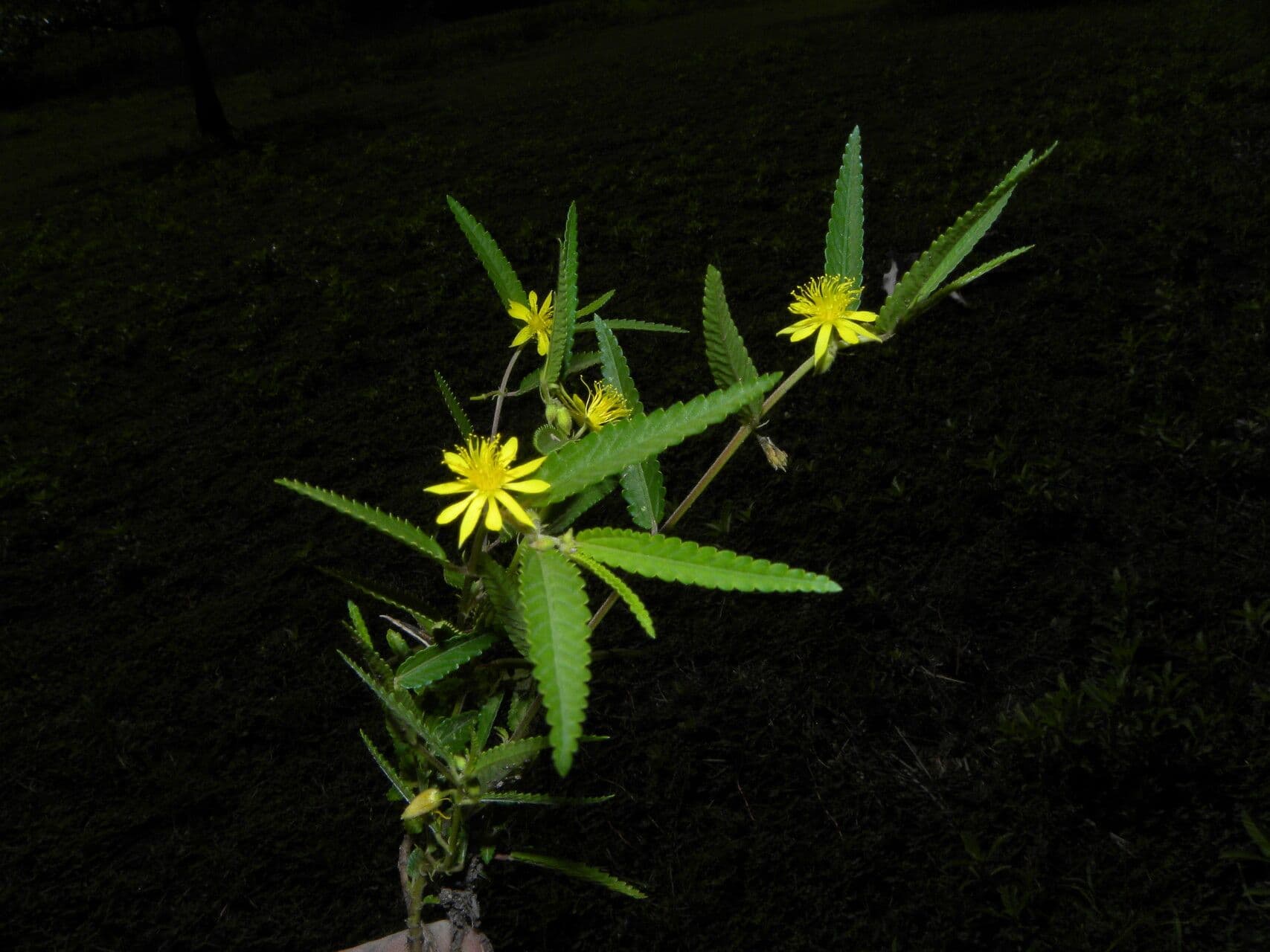 Corchorus hirtus 5