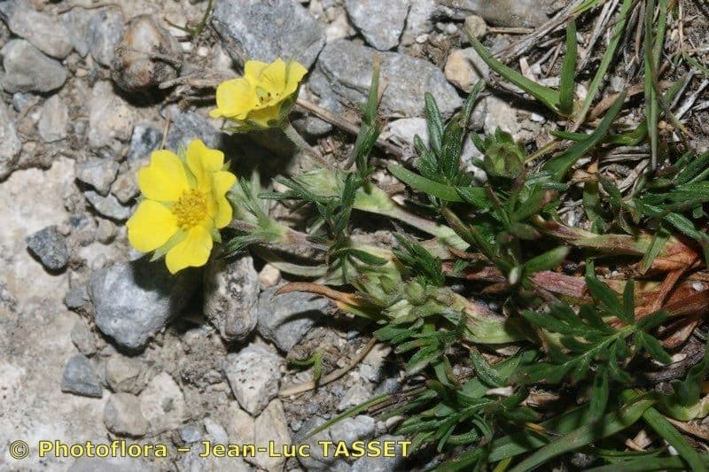 Potentilla multifida 15