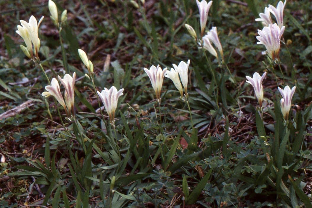 Freesia 10
