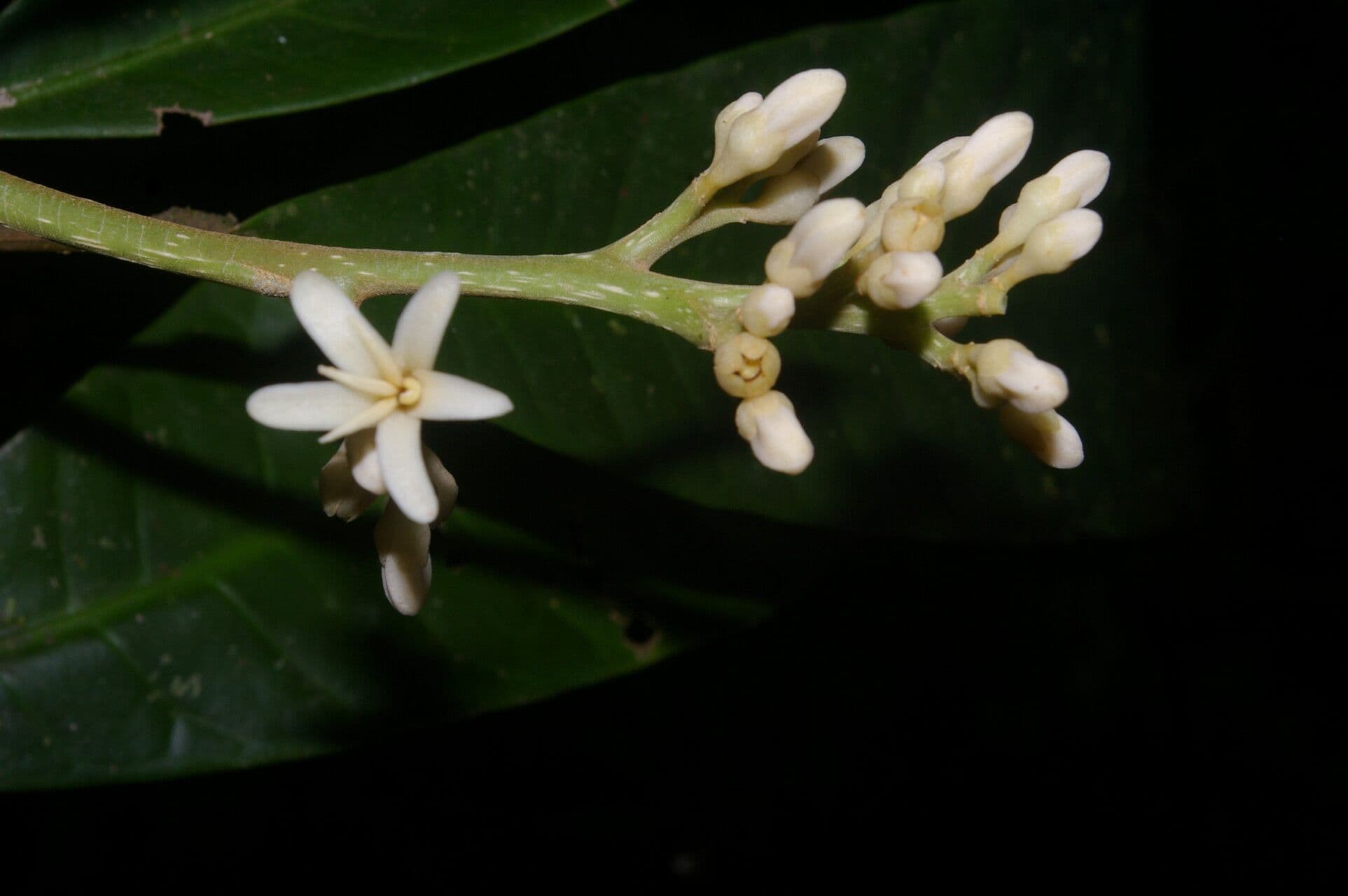 Conchocarpus 7