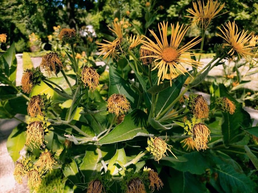 Inula 8