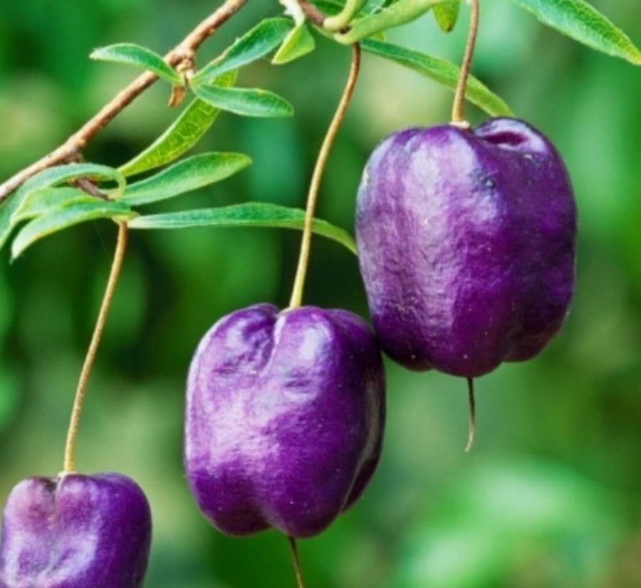 Langblütige Billardiera 4