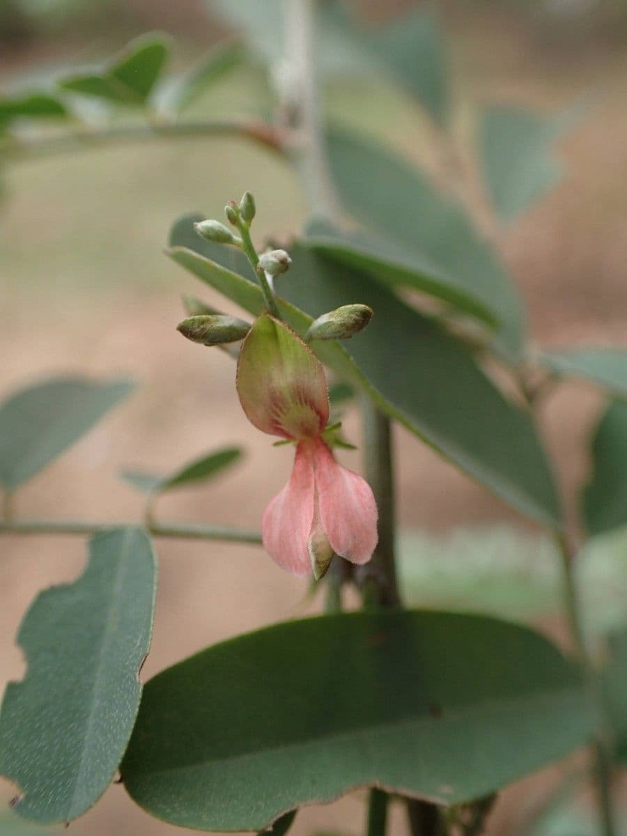 Indigofera 9