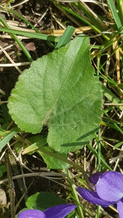 Viola pelosa 19