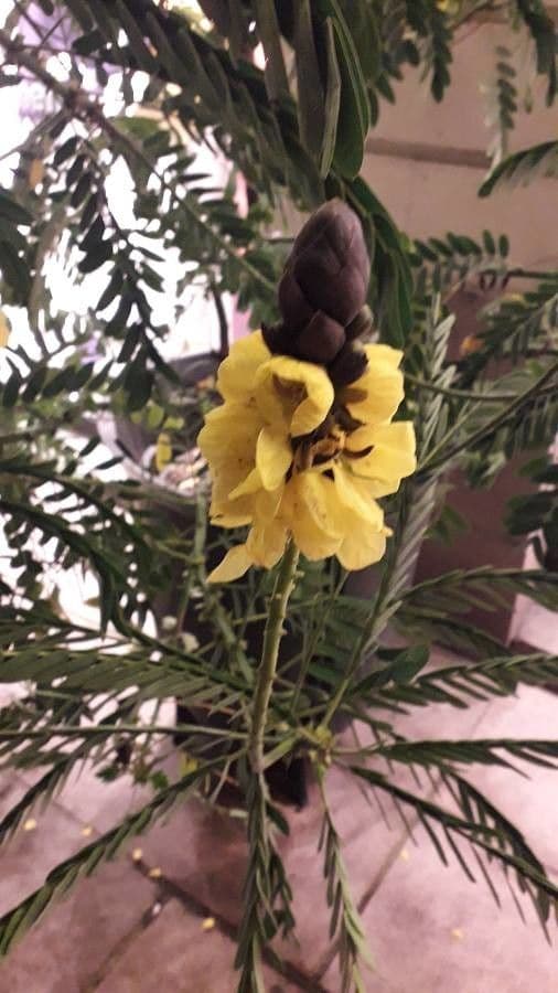 Senna didymobotrya 18