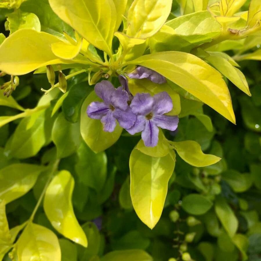 Duranta erecta 10