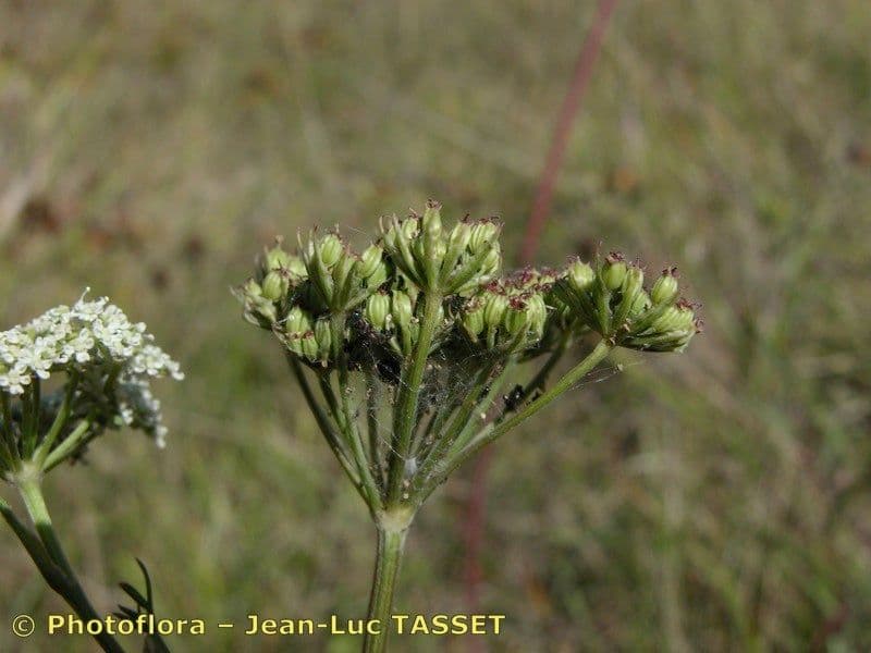 Seseli annuum 24