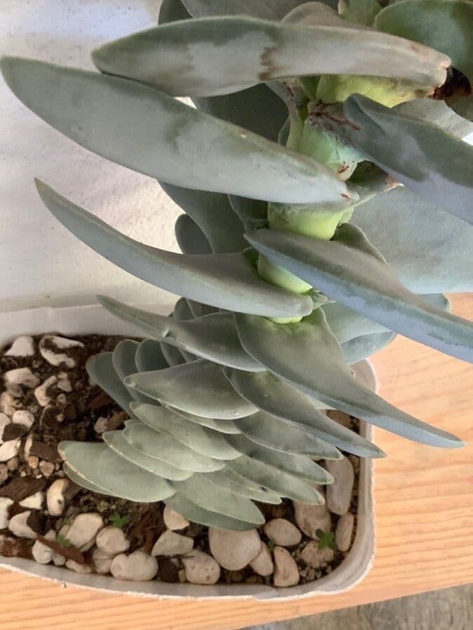 Crassula perfoliata 20