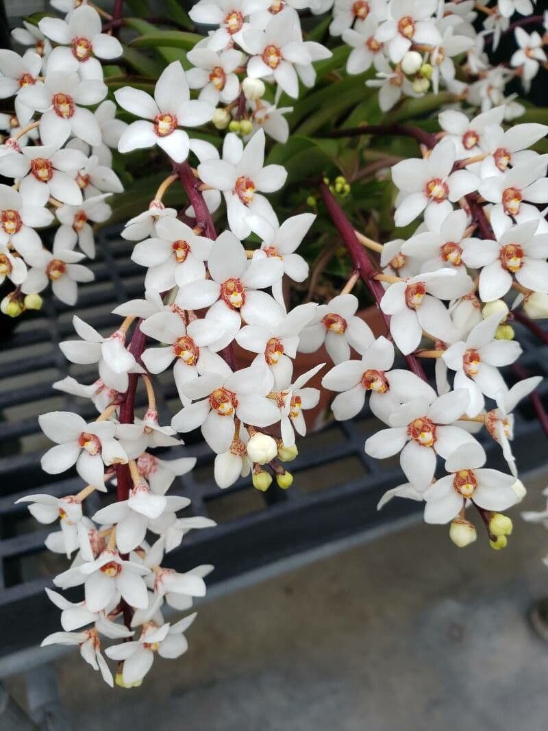 Sarcochilus 3