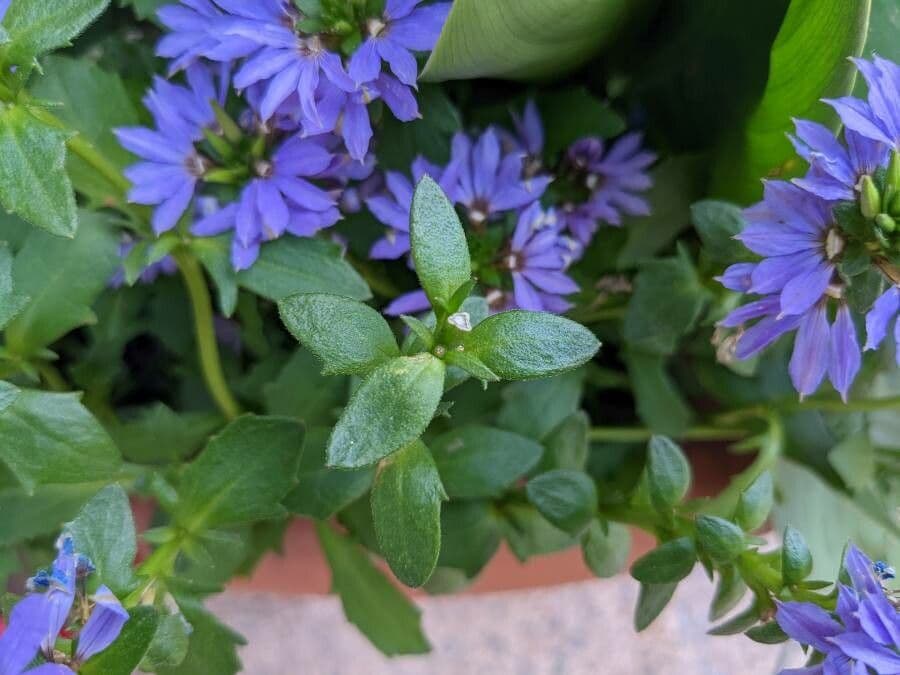 Scaevola 12