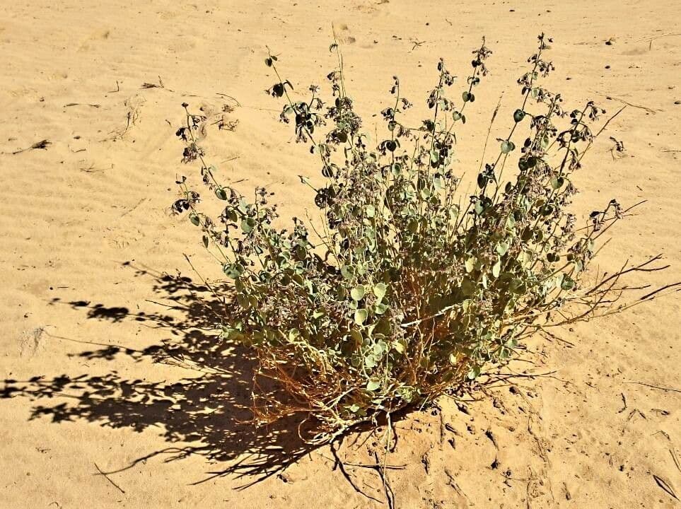 Pergularia tomentosa 14