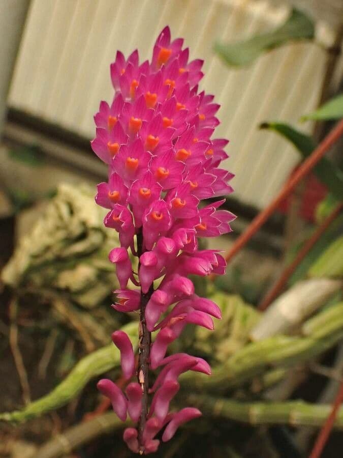 Dendrobio secondario